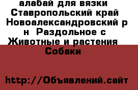 алабай для вязки - Ставропольский край, Новоалександровский р-н, Раздольное с. Животные и растения » Собаки   